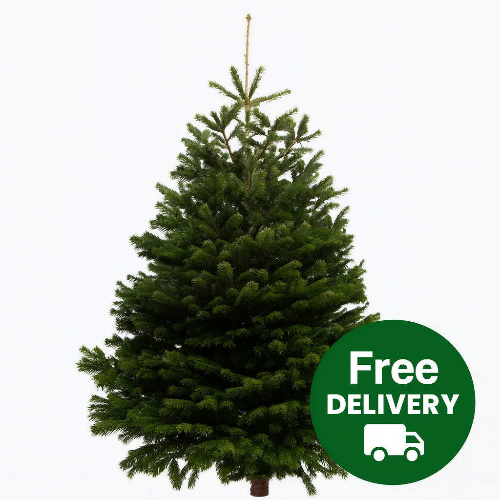 Premium Nordmann Fir Christmas Tree’s